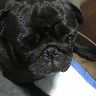 甘えん坊の男の子のパグ ちゃん♪