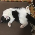 個性的で可愛いお顔のグレムリンちゃん