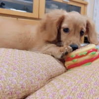 蒔田 メル