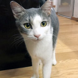 さいたま市　新都心東広場（コクーン側）「保護ねこ譲渡会」13時～開催