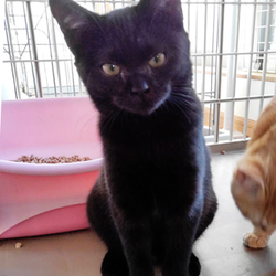 さいたま市　新都心東広場（コクーン側）「保護ねこ譲渡会」13時～開催 サムネイル2