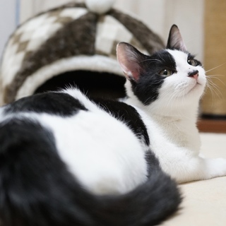 パンダカラーのパンダくんです