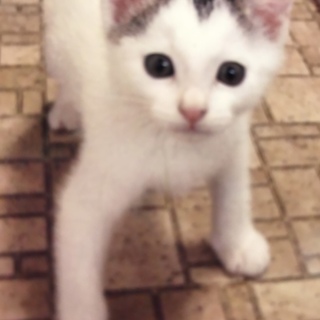 募集停止  白キジマロ眉のベタ甘子猫 