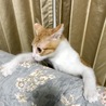 の写真