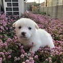 里親さま決まりました☆
