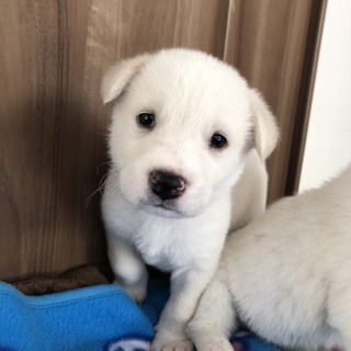 里親さま決まりました☆