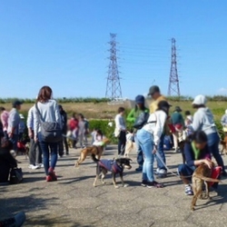 【淀川河川公園】犬の里親募集会 サムネイル3