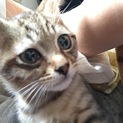 生後4ヶ月の子猫