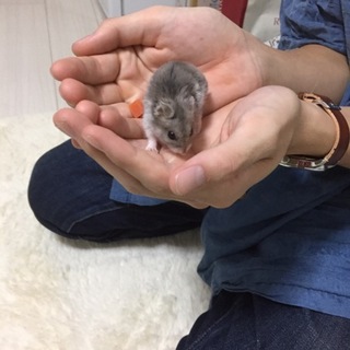 飼えなくなったので...