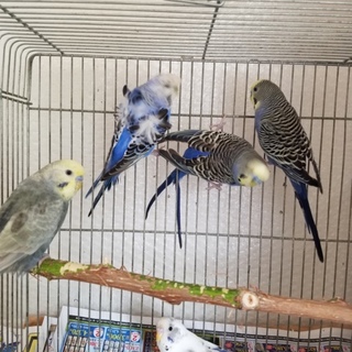 セキセイインコ若鳥の里親募集