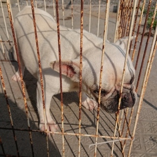 フレンチブルドッグ里親募集中、雌