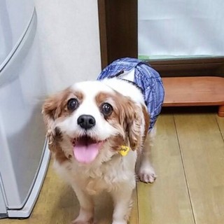 いつもニコニコ穏やかなキャバリアのリズム君