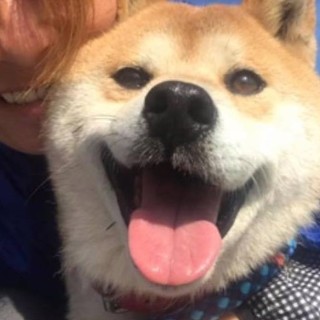 ≪緊急≫人慣れした柴犬♂