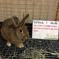 里親様決まりました！ありがとうございました