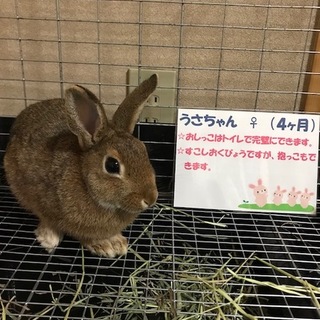里親様決まりました！ありがとうございました