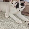 6ヶ月 仲良し兄妹 サムネイル5