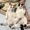 6ヶ月 仲良し兄妹 サムネイル6