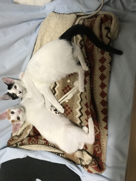 6ヶ月 仲良し兄妹 サムネイル7