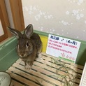 里親様決まりました！ありがとうございました