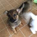 10月20日に産まれた愛らしい仔犬です。No.6