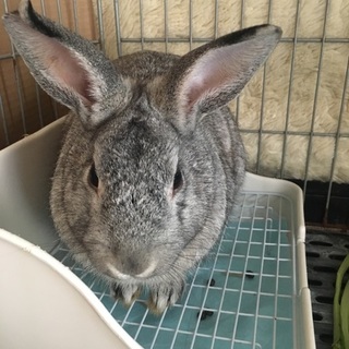 ありがとうございました。