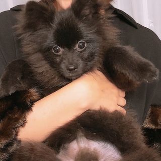 黒ポメラニアンの男の子