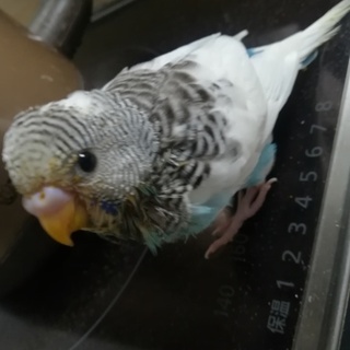 セキセイインコの雛の里親募集
