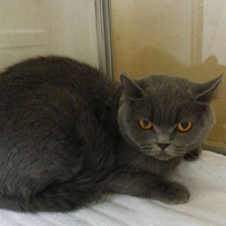 ブリティシュショートヘアー女の子４歳