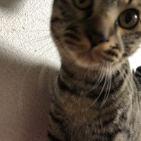 モモ