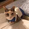 ポンこ