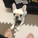 里親募集中