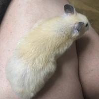 なまふ