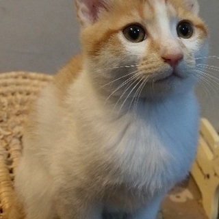 茶トラ兄弟の白ぶちくん☆可愛がって下さる方に♡