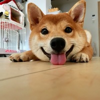 わたりきなこ