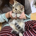 ふわふわなキジ子猫 5ヶ月オス(お話中)