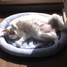 きなこ2008