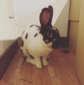 可愛いウサギの里親募集！福岡♡