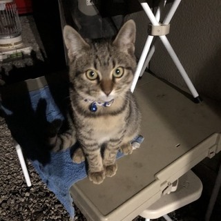 可愛すぎるオスの子猫ちゃん