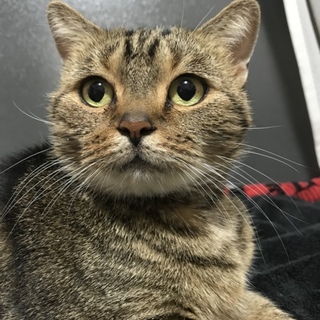 スコティッシュ里親募集