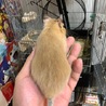 サンド デグー 里親決定  ありがとうございました サムネイル3