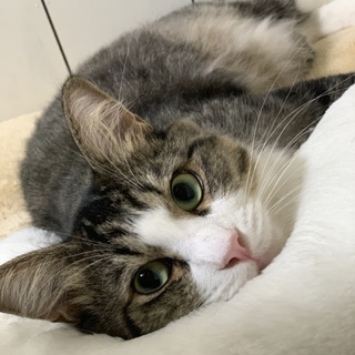 里親さん決定メインクーンっぽい甘えん坊の男の子