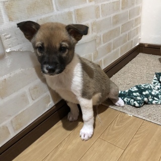 里親決定しました。