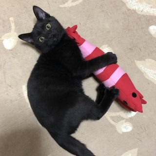 ゴロゴロの元気な男の子おはぎちゃん