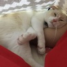 の写真