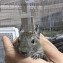 デグー の赤ちゃん里親募集