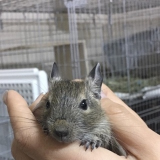 デグー の赤ちゃん里親募集