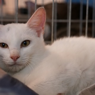 生後約6ヶ月  白い男の子