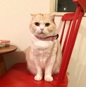 再募集です！至急！おっとりスコ♀