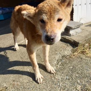 優しく人懐い柴犬さつきちゃん