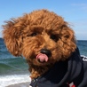 ハニ